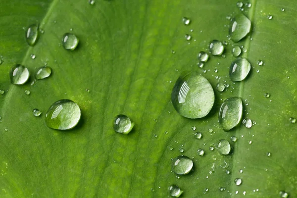 Vattendroppar Gröna Blad Naturen — Stockfoto