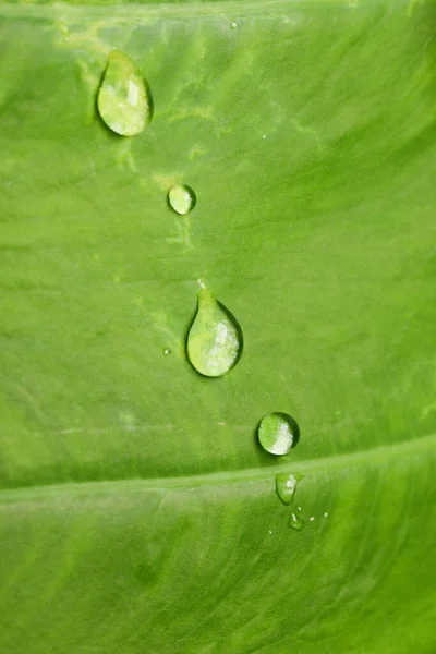 Vattendroppar Gröna Blad Naturen — Stockfoto