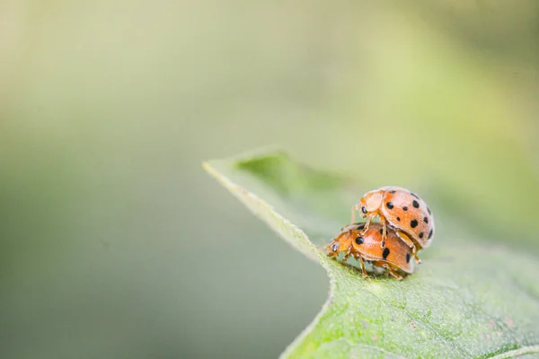 Yeşil Yaprak Üzerinde Uğur Böceği — Stok fotoğraf