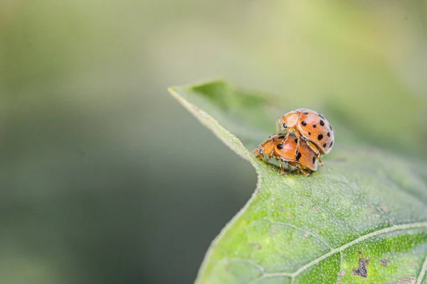 Coccinella Foglia Verde Natura — Foto Stock