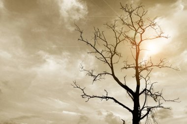 Proje geçmişin için korkunç ölü ağaç