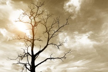 Proje geçmişin için korkunç ölü ağaç