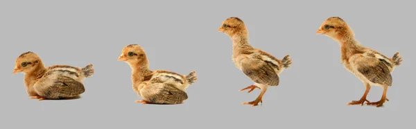 Dní Staré Kuřata Barevném Pozadí Výstřižkem Cesta — Stock fotografie