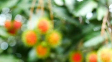 Ağaçta asılı Rambutan, Tayland tatlı meyveleri