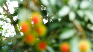 Ağaçta asılı Rambutan, Tayland tatlı meyveleri