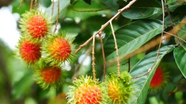 Ağaçta asılı Rambutan, Tayland tatlı meyveleri