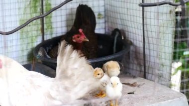 Bir civcive aşık olarak yumurtadan çıkar.