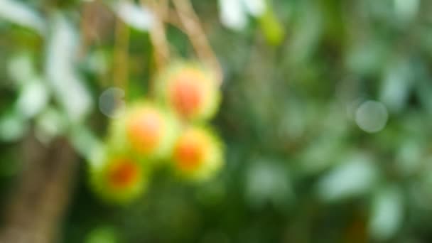Rambutan Colgando Árbol Frutas Dulces Tailandesas — Vídeo de stock