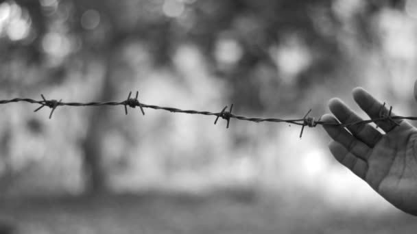 鉄条網の黒と白の画像は投獄から絶望を示しています — ストック動画
