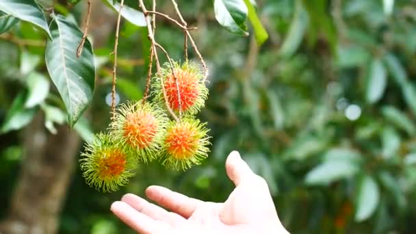 Rambutan Hängt Baum Süße Thailändische Früchte — Stockvideo