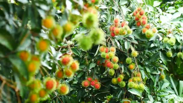 Rambutan Colgando Árbol Frutas Dulces Tailandesas — Vídeos de Stock