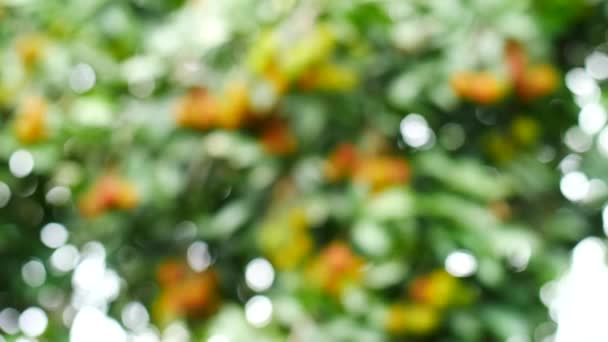 Rambutan Hängt Baum Süße Thailändische Früchte — Stockvideo
