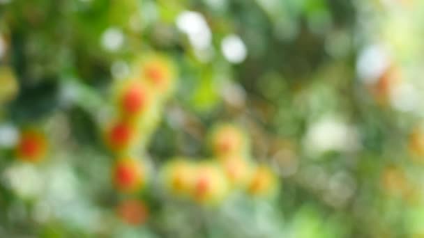 Rambutan Pendurado Árvore Frutos Doces Tailandeses — Vídeo de Stock