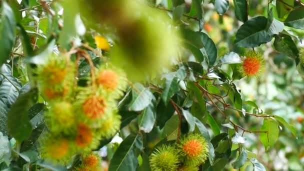 Rambutan Κρέμεται Δέντρο Ταϊλανδέζικα Γλυκά Φρούτα — Αρχείο Βίντεο