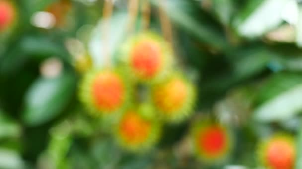 Rambutan Colgando Árbol Frutas Dulces Tailandesas — Vídeo de stock