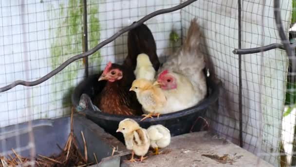 Κότα Εκκολάπτει Αυγό Στην Αγάπη Μια Γκόμενα — Αρχείο Βίντεο