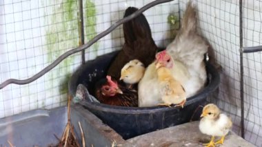 Bir civcive aşık olarak yumurtadan çıkar.