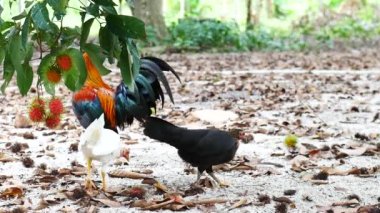 Bir civcive aşık olarak yumurtadan çıkar.