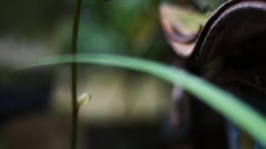 Açık havada büyüyen parlak renkleri olan taze güzel çiçekler.