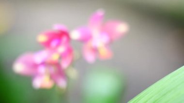 Parlak renkli güzel çiçekler tazelik verir.