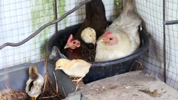 Bir Civcive Aşık Olarak Yumurtadan Çıkar — Stok video