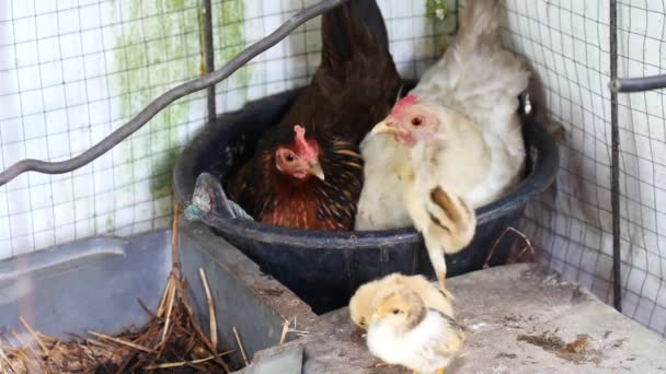 Κότα Εκκολάπτει Αυγό Στην Αγάπη Μια Γκόμενα — Αρχείο Βίντεο