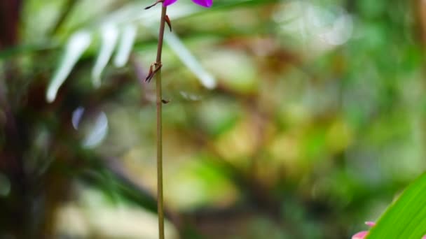 Macro Foglie Verdi Natura Sfondo — Video Stock