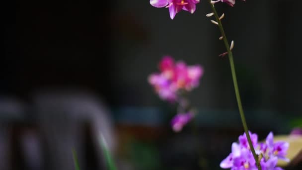 Hermosas Flores Con Colores Brillantes Dan Frescura — Vídeos de Stock