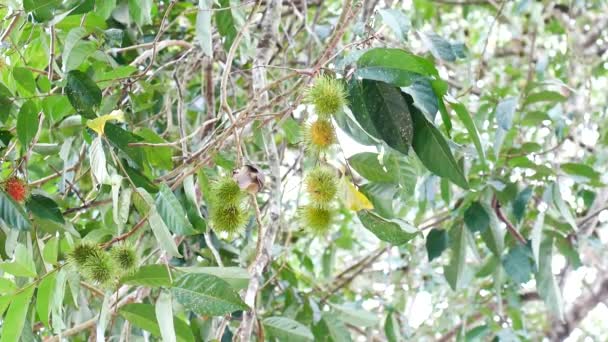 Green Leaves Tree Bird Garden — Vídeos de Stock