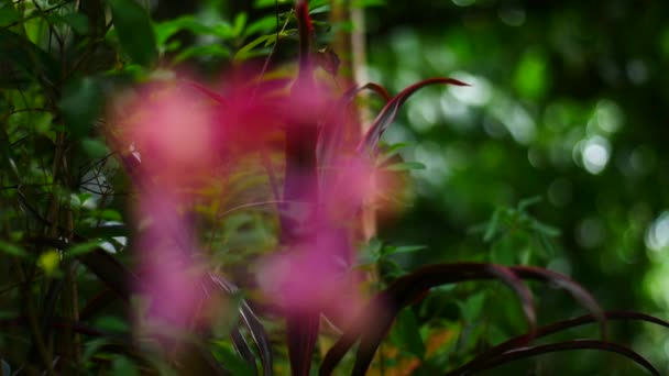 Schöne Blumen Mit Leuchtenden Farben Geben Frische — Stockvideo