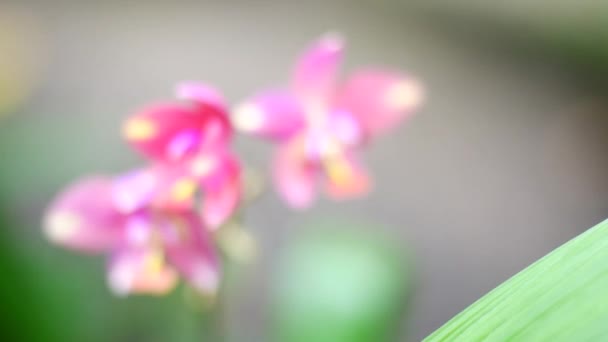 Bunga Indah Dengan Warna Cerah Memberikan Kesegaran — Stok Video
