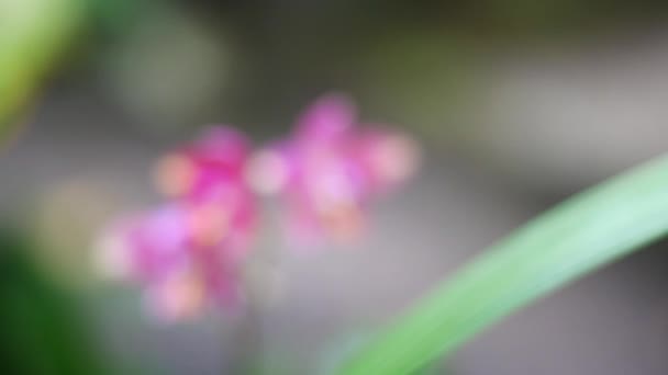 Vackra Blommor Med Ljusa Färger Ger Friskhet — Stockvideo