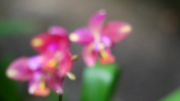 Lindas Flores Com Cores Brilhantes Dão Frescura — Vídeo de Stock