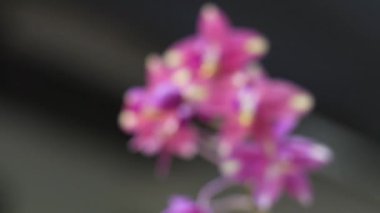 Parlak renkli güzel çiçekler tazelik verir.