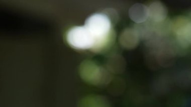 Açık havada büyüyen parlak renkleri olan taze güzel çiçekler.