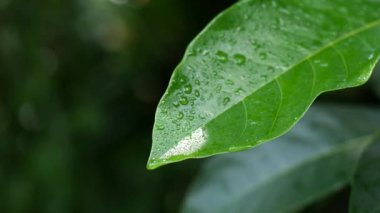 water droplets on leaves in nature, copy space