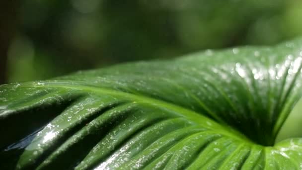 Water Droplets Leaves Nature Copy Space — Video Stock