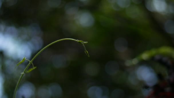 Macro Hojas Verdes Naturaleza Para Fondo — Vídeos de Stock