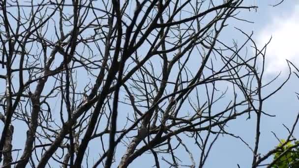 Des Arbres Meurent Sécheresse Dans Ciel — Video