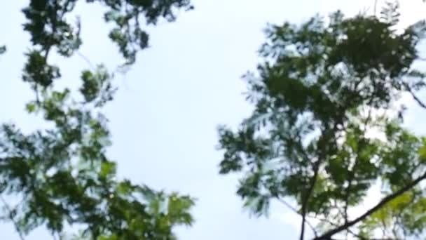 Drzewa Umierają Suszy Tle Nieba — Wideo stockowe