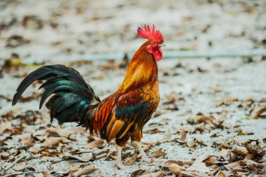 Tayland 'da güzel renkli horozlar..