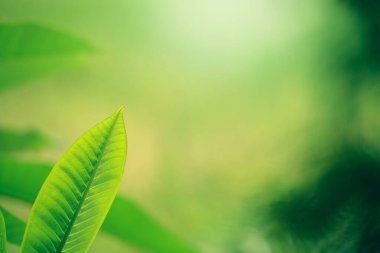 Güzel doğal yapraklar arka plan. güzel doğa konsepti