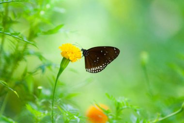 Kelebek doğada sarı bir çiçeğe tünemiş.