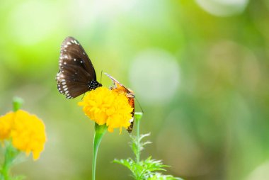 Kelebek doğada sarı bir çiçeğe tünemiş.