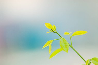 Doğadaki güzel ağaçların tepeleri.