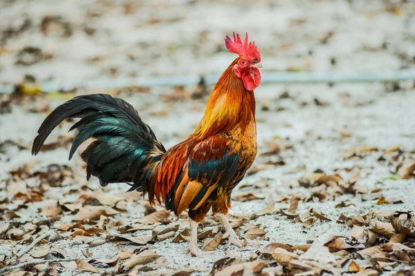 Coqs Bantam Magnifiquement Colorés Thaïlande — Photo