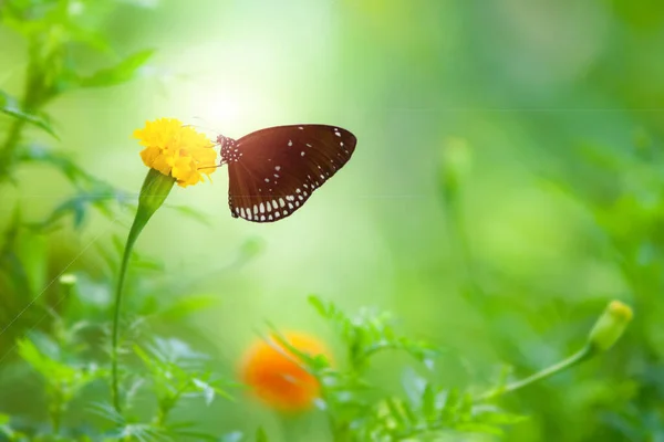 Mariposa Encaramada Una Flor Amarilla Calidad —  Fotos de Stock