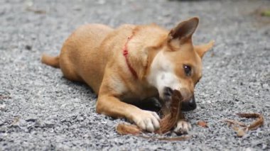 Şirin köpek sahibini bekliyor. 