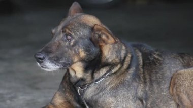 Şirin köpek sahibini bekliyor. 