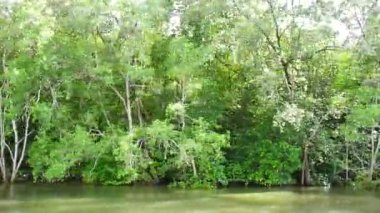 Ormandaki nehrin güzel manzarası 